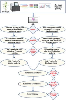 A systematic in silico report on iron and zinc proteome of Zea mays